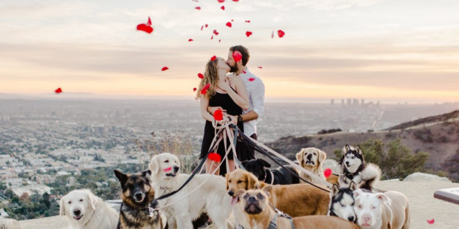 This Guy Proposed With 16 Dogs, So All Other Boyfriends Can Just Go Home