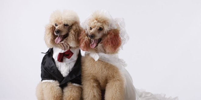 This Bride Bought a Matching Wedding Dress for Her Dog and, Honestly, Goals