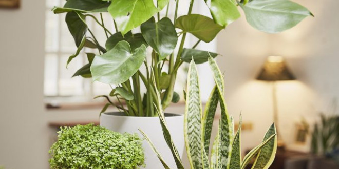 15 Best Indoor Plants to Add to Your Wedding Registry