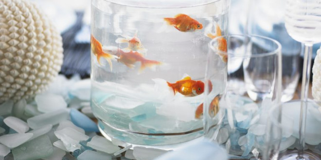 Maid of Honor Forced to Clean Up 99 Dead Goldfish After Bride's Wedding Favor Idea Goes Horribly Awry